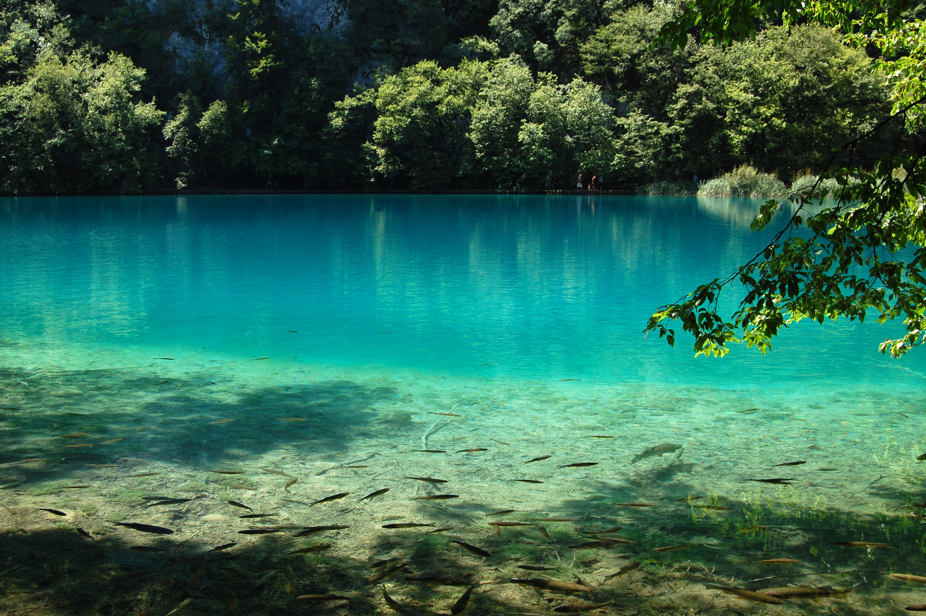 Прозрачная зеленая вода. Голубое озеро Абхазия. Блу-Лейк (озеро, Квинсленд). Голубое озеро Анапа. Озеро голубая Лагуна Анапа.