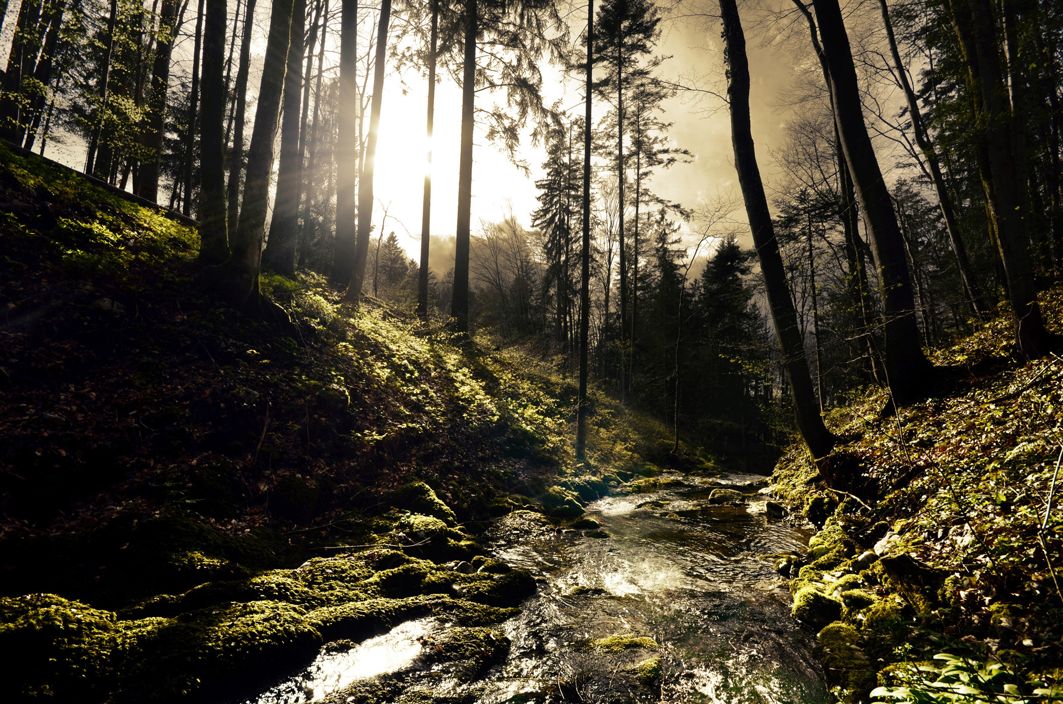 Forest. Природа лес. Дикий лес. Холмистый лес. Лес на Холме.