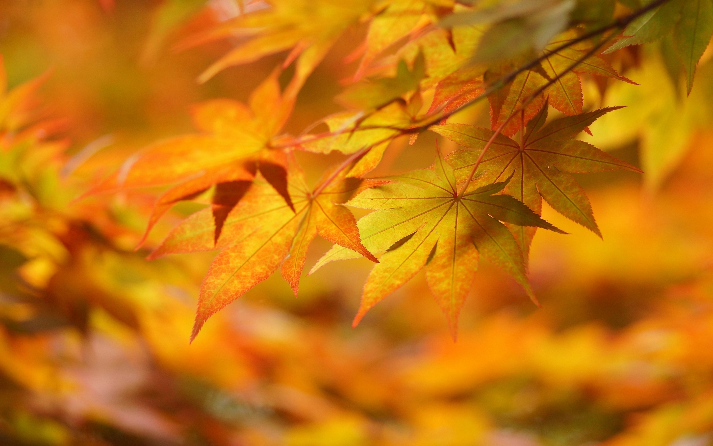 2 сентября осень. Осенние листья. Осенняя листва. Осенний фон. Золотая осень.