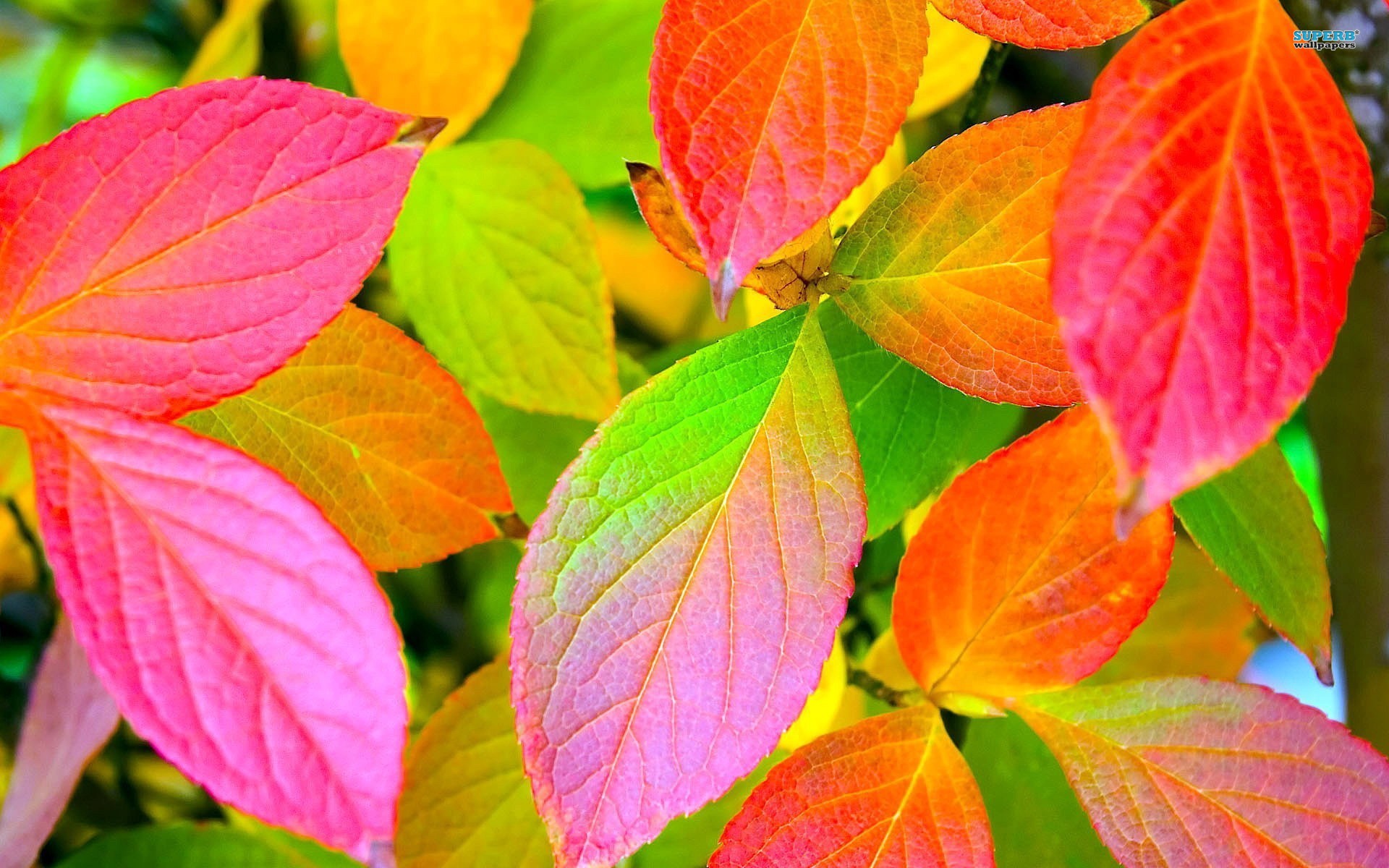 Линова 7 ыми листами. Осень листья. Разноцветные листья. Красивые осенние листья. Яркие осенние листья.