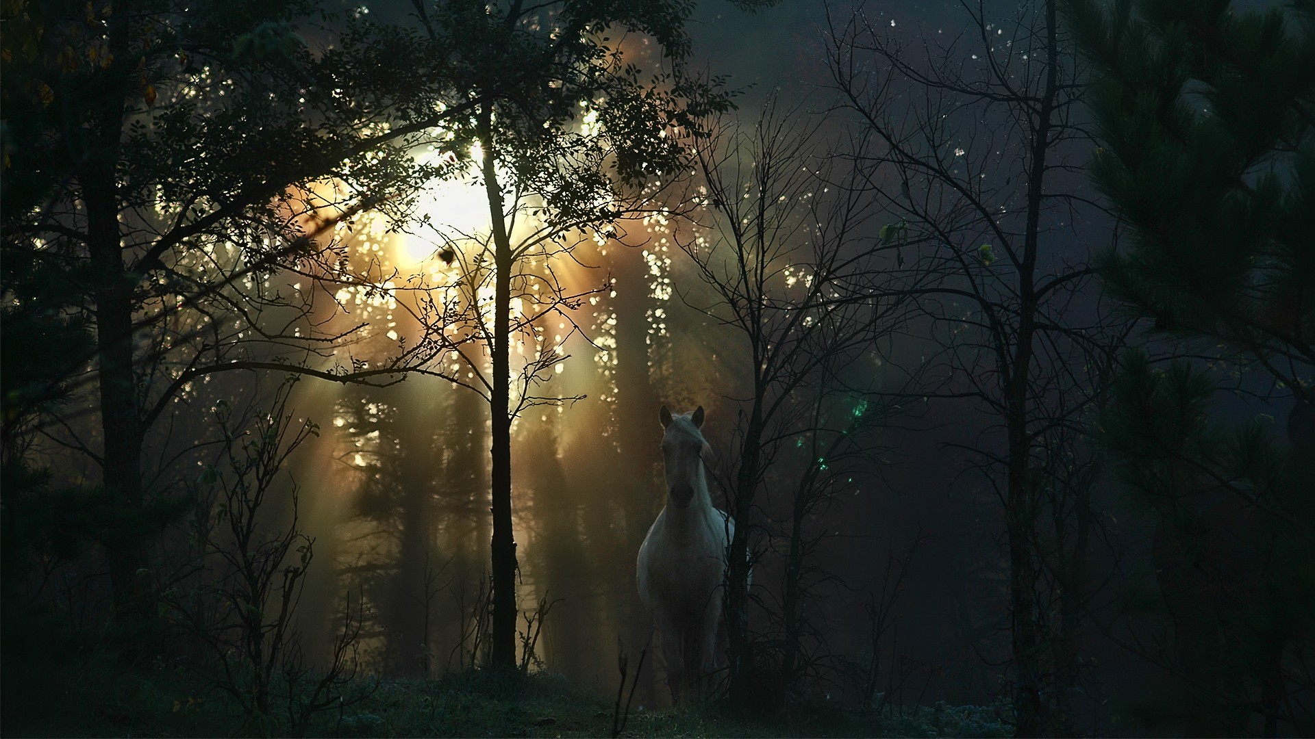 Лошадь в темном лесу