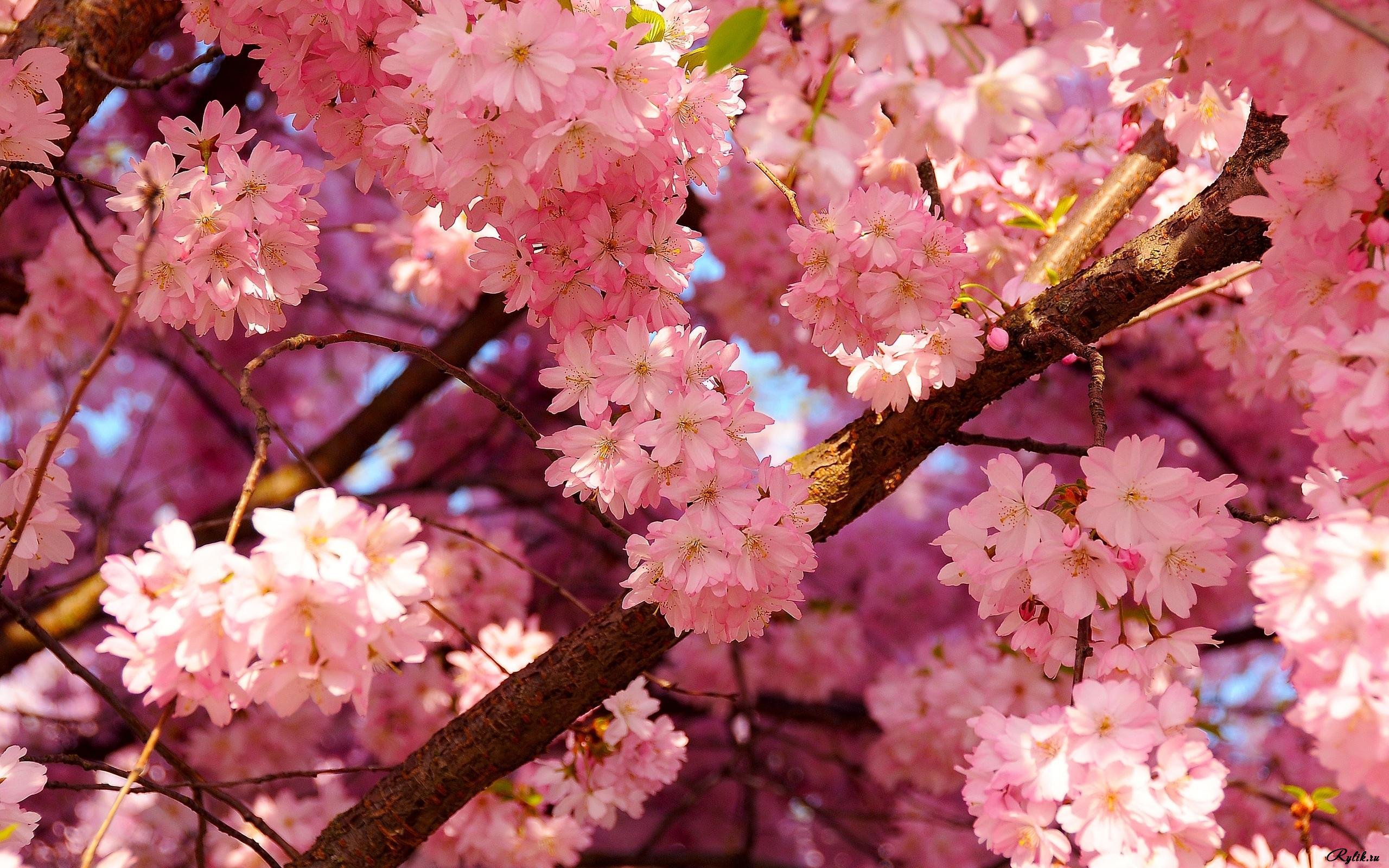 приложение красивые живые эффекты на фото весна