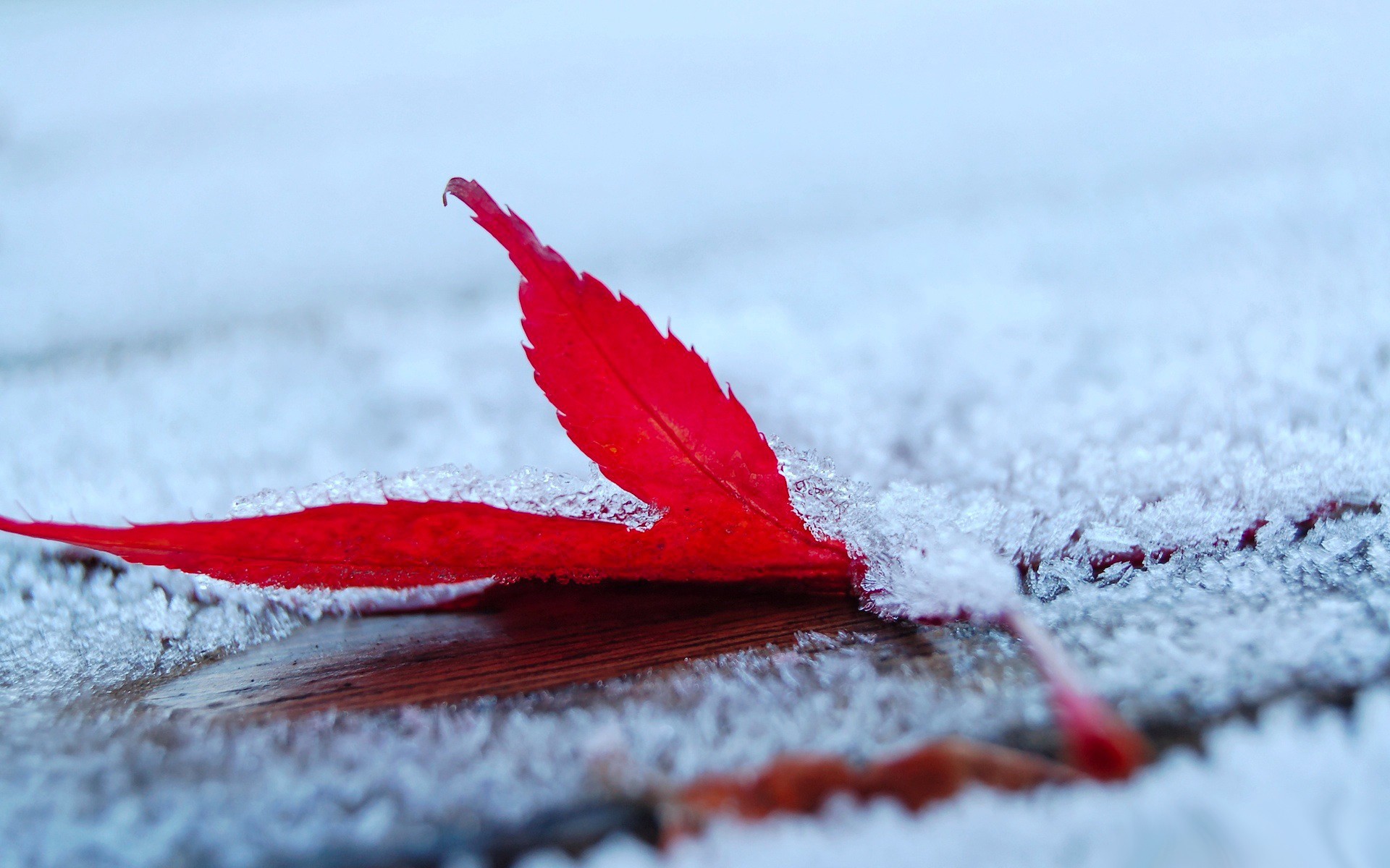 Красные листья на снегу
