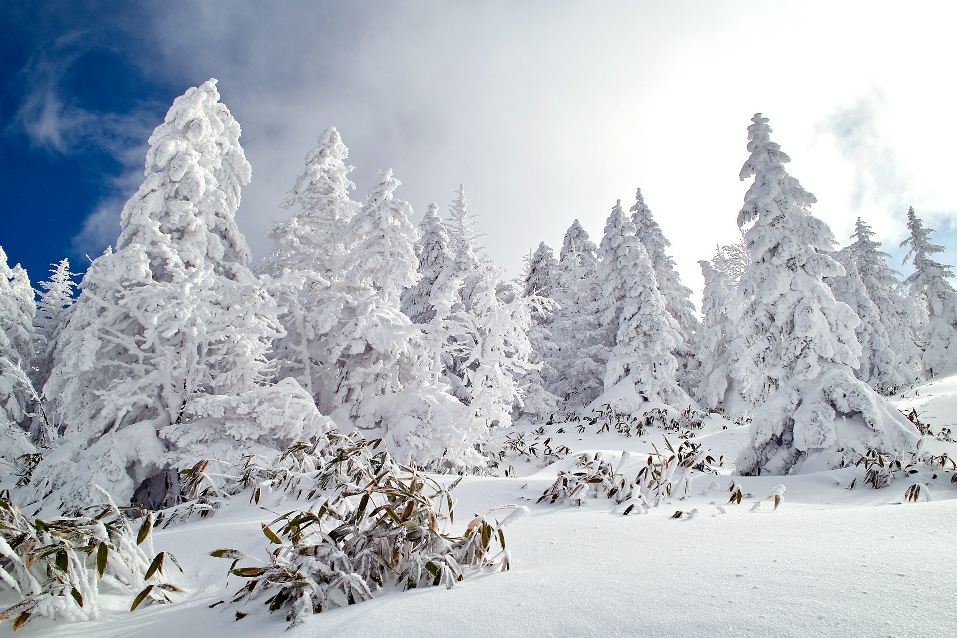 Зима картинки. Зимний лес. Снежный лес. Зимой в лесу. Сказочный зимний лес.