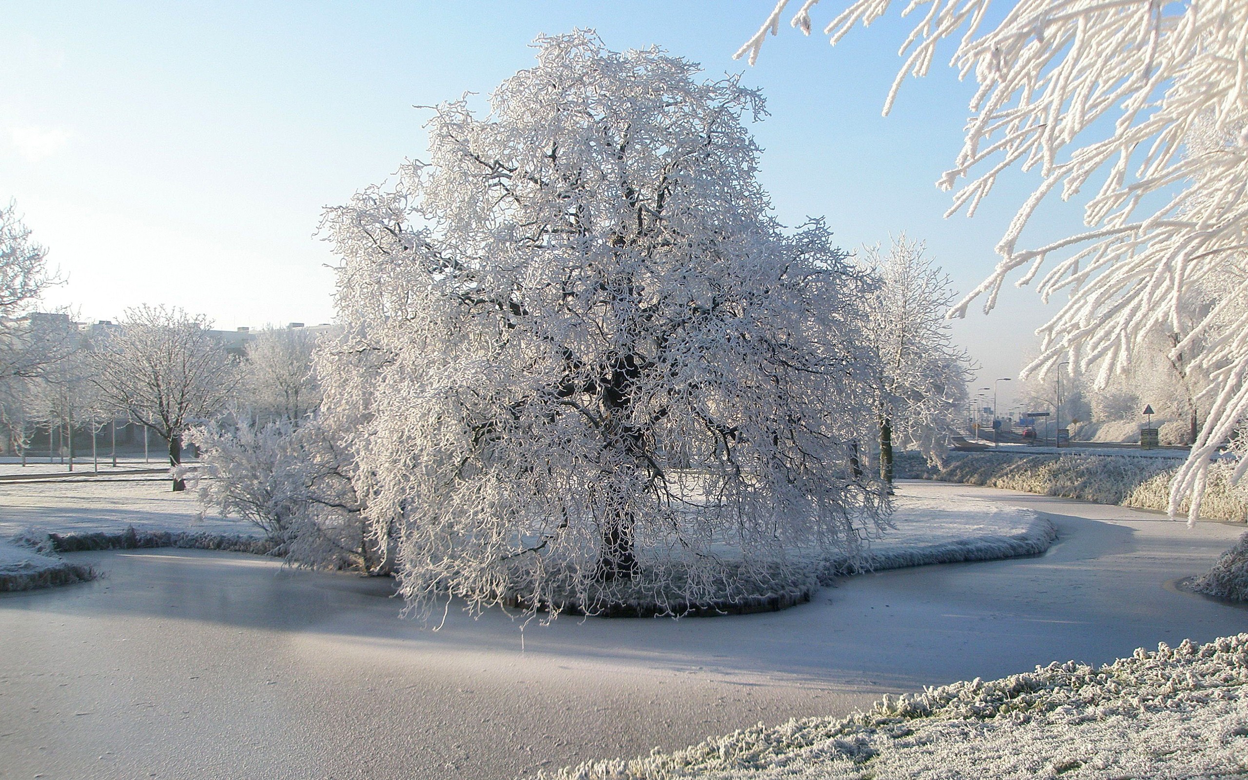 Зима огромная просторная нестерпимо блистающая. Зимнее дерево. Иней на деревьях в городе. Деревья в снегу. Заснеженные деревья.